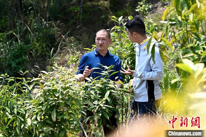 張高漢向參訪者介紹金花茶種植情況?！埥鸫?攝