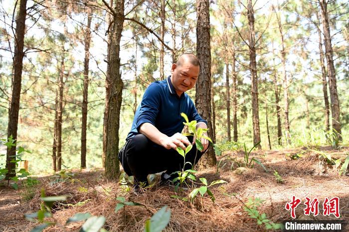 張高漢查看在松樹林下剛套種不久清明茶的生長情況?！埥鸫?攝